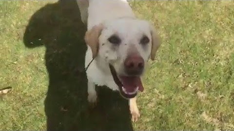 Train a dog to stop INSTANTLY and RECALL - Come when called to a dog whistle