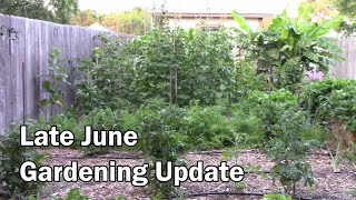 Late June Gardening Update and Tour - Harvested Peppers and Garlic