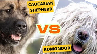 Caucasian Shepherd dog vs Hungarian Komondor
