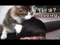 고양이한테 그루밍해달랬더니 두피 마사지까지..(ENG Sub)