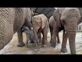 Young elephants timisa  khanyisa show great interest in orphan phabeni