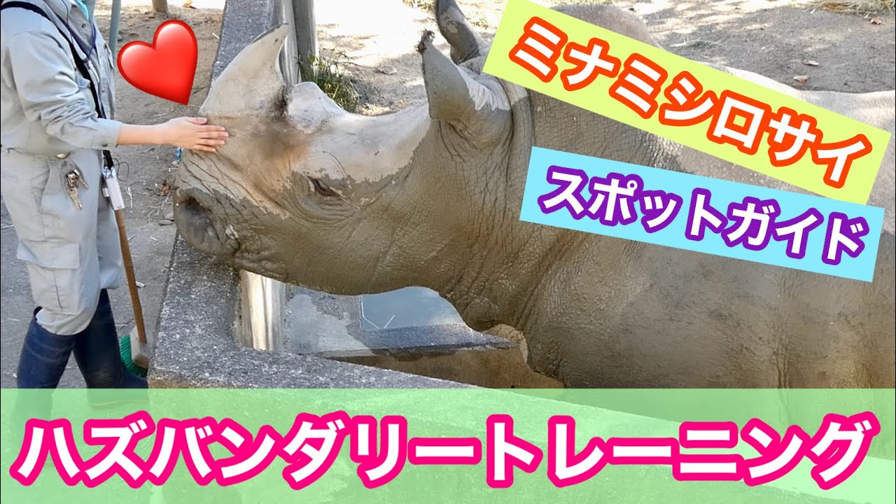 【ミナミシロサイのスポットガイド】ハズバンダリートレーニング 福岡市動物園