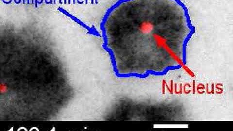 Scrambled frog eggs self-organize into compartments that divide like cells