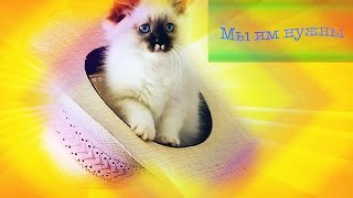 Трогательное видео о спасении маленького котенка девушкой Трогательное видео о спасении маленького котенка девушкой