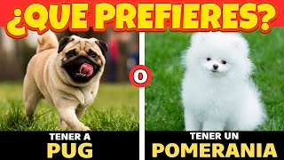 ¿Qué PREFIERES? Edición PERROS DE TAMAÑO PEQUEÑO 🐶 by Pastor Alemán Y Amigos 512 views 10 months ago 5 minutes, 55 seconds