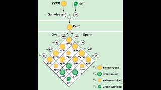 Inheritance of two genes or Dihybrid cross.