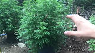 (H.B.E) Outdoor weed garden week #2 of flower