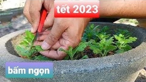 Cận cảnh bấm ngọn lần 1 cúc pha lê chậu 50 tết 2023