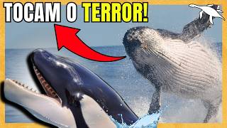 Por Que Orcas Estão Sendo Impedidas De Caçar?