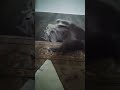 #cute
