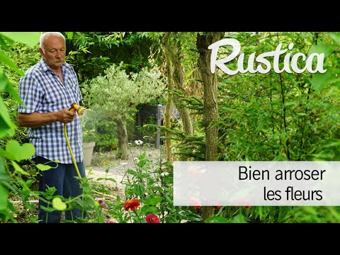 Vidéo: Comment Bien Arroser Une Azalée ? À Quelle Fréquence Une Fleur A-t-elle Besoin D'être Arrosée Pendant La Floraison ? Quelle Eau Pour Arroser L'azalée à La Maison ?