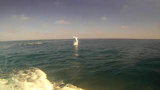 Hooked Mako Shark Jumping - The GREATEST Fish