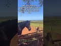 Fundraiser link in bio donate#horse #helpthemfoundation #rescueefforts #donatenow