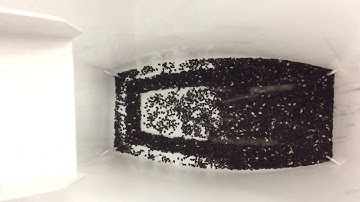 Satake FMS2000-F Sorting Black Sesame Seeds