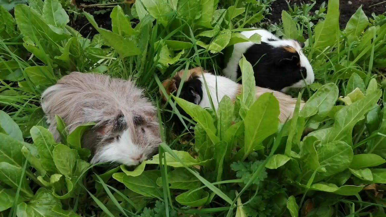 Guinea Pigs Eat Greens YouTube