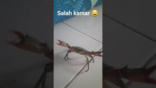 KEPITINGNYA MASUK RUMAH‼️ #shorts #kepiting #kepitingasli #kepitingbakau #kepitingjumbo