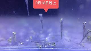 Baby Goldfish Growth From Eggs 5 Day 从鱼卵孵化金鱼5天的记录 Youtube Baby Goldfish Growth From Eggs 5 Day 从鱼卵孵化金鱼5天的记录 Youtube
