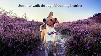 [NO ADS] Dog TV for Dogs to Watch 🐾  Forest Dog Walk as Heather Blooms in Summer 🪻 Nature Sounds 4K