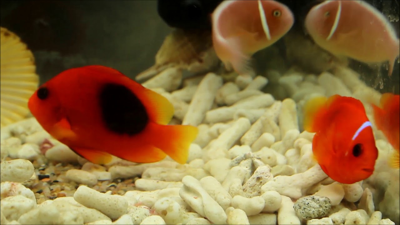 camera iphone 8 plus apk 印度紅小丑Red saddleback anemonefish 5k