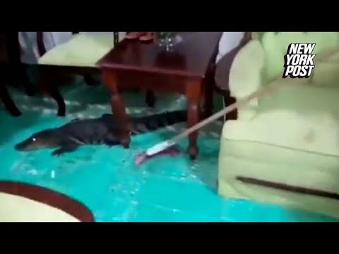 Brave woman finds crocodile under couch, tries to sweep it away | New York Post