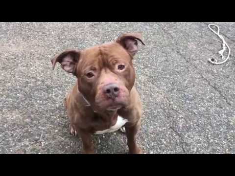 HENNY #25214/ NYCACC/ Curious eyes! NYCACC
