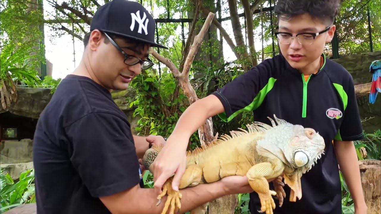 Butterfly park & Insect Kingdom Singapore Vlogs YouTube Butterfly park & Insect Kingdom Singapore Vlogs YouTube