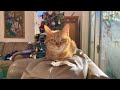 Christmas and Cats are Awesome LIVE