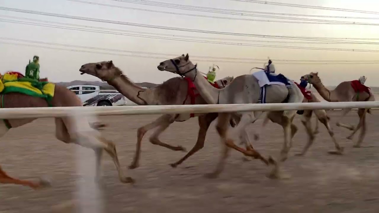 الشوط الاول بكار جذاع مسافة ٥ كم