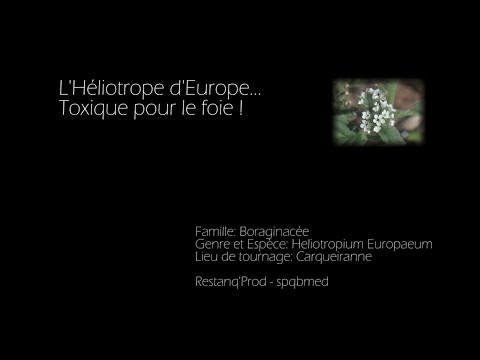 Vidéo: Culturer de l'héliotrope à l'intérieur : pouvez-vous cultiver de l'héliotrope à l'intérieur ?