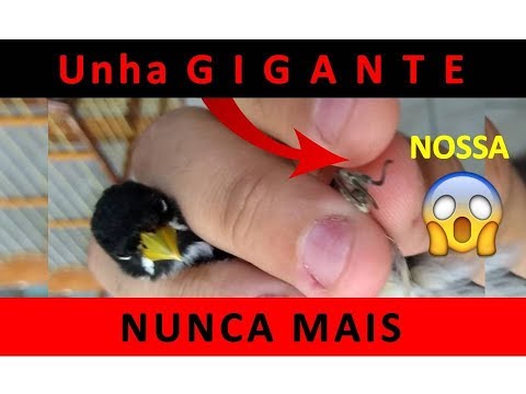 Vídeo: Como Aparar As Unhas Do Seu Pássaro E Viver Para Contar A História