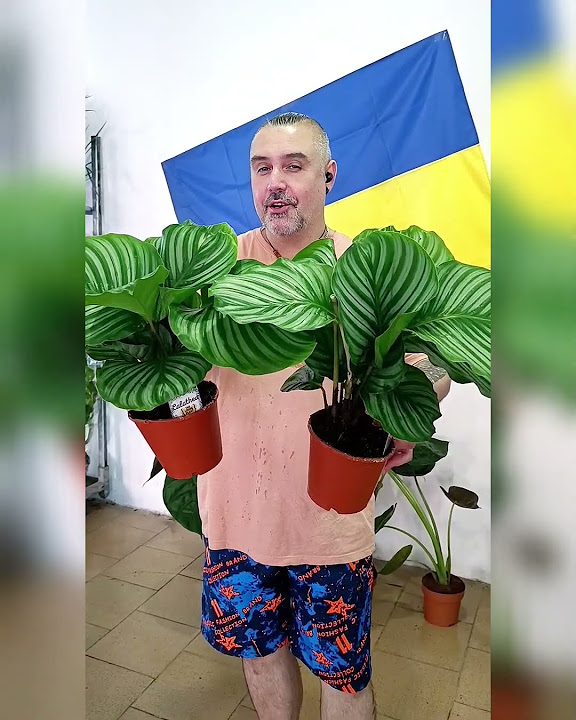 Калатея Орбифолия, цена 275 гривен! Бронь в вайбер 0996782355 #калатея ...