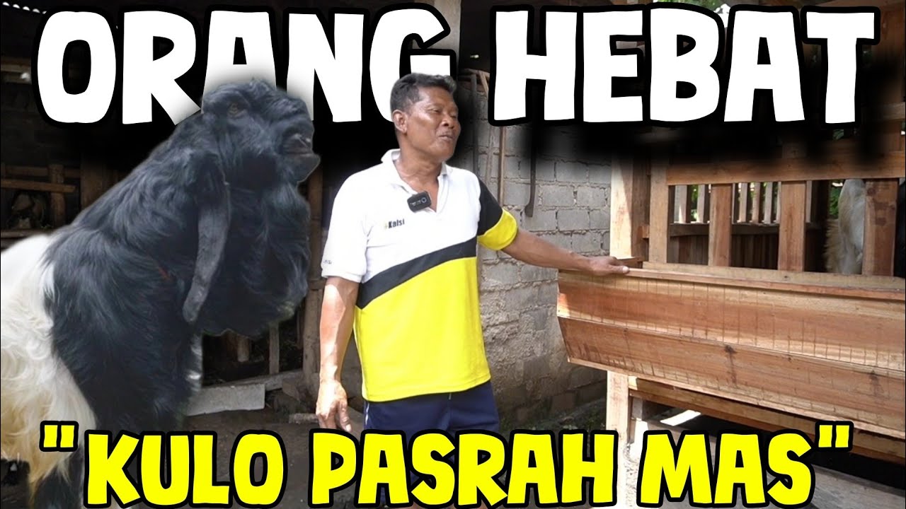 CALON PETERNAK BESAR DI UNGARAN‼️