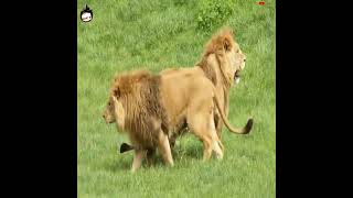 10 Fastest Animal Breeds In The World