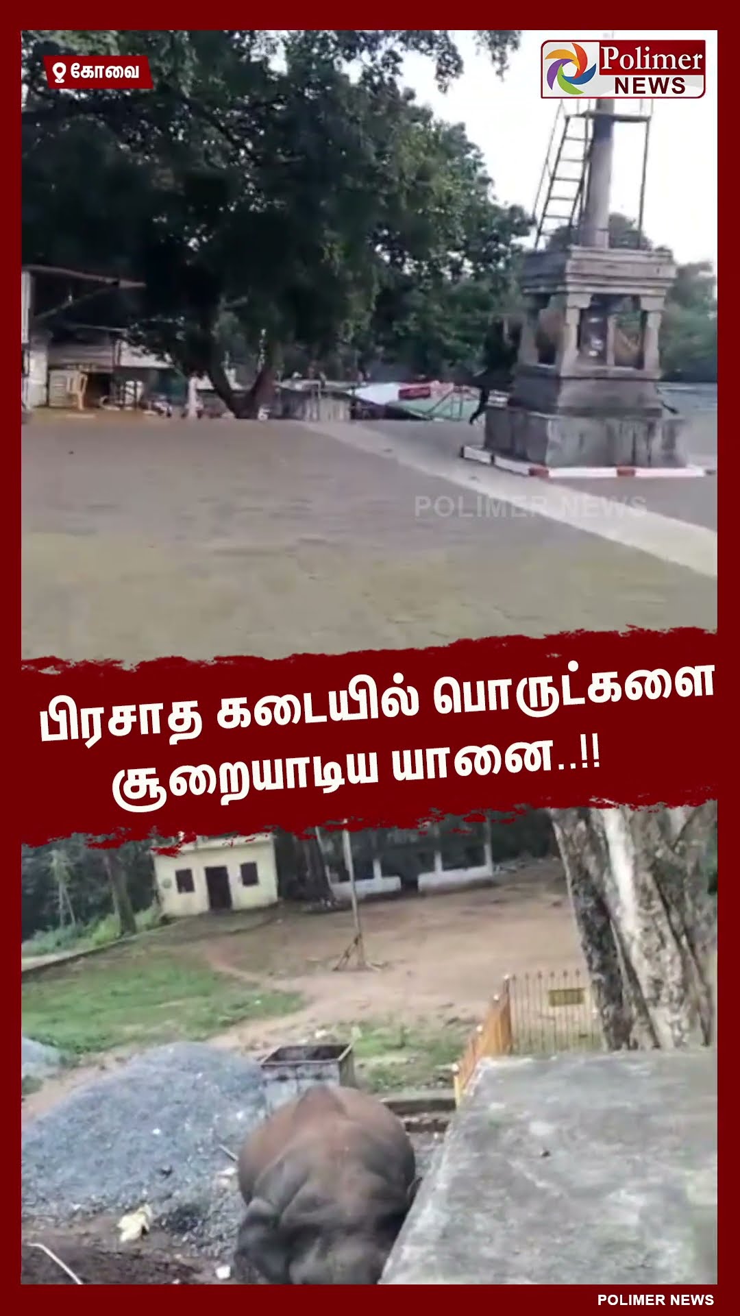 பிரசாத கடையில் பொருட்களை சூறையாடிய யானை..!!  #shorts