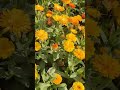 Beautiful Flowers At Amrit Udyan 2026 | A Must Visit | Kunuz Crochet &amp; Knitting #viral #