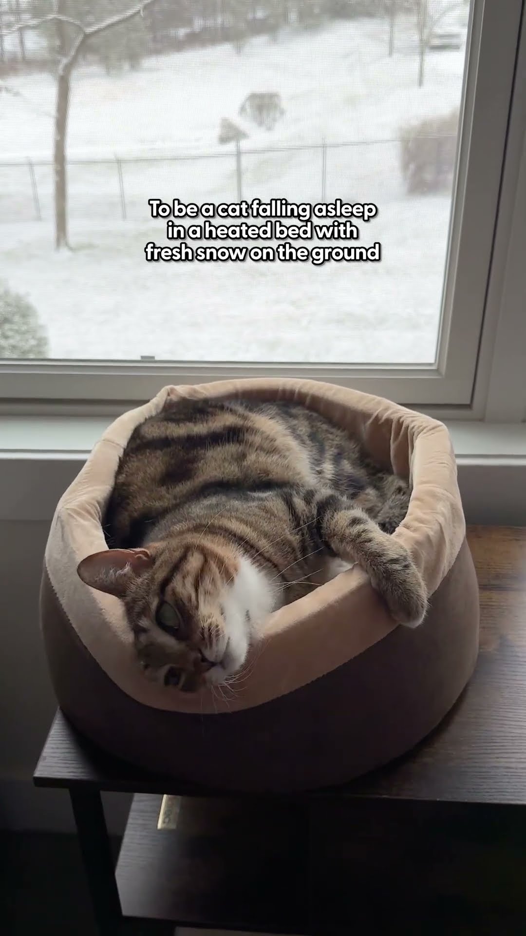 Heated Cat Beds For Winter | The Pack