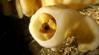 Details A Dive at Spongebob a.k.a. the Halkett Point Deep Reef Guide