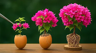 Unique technique: Propagating bougainvillea with chicken eggs – anyone can do it!