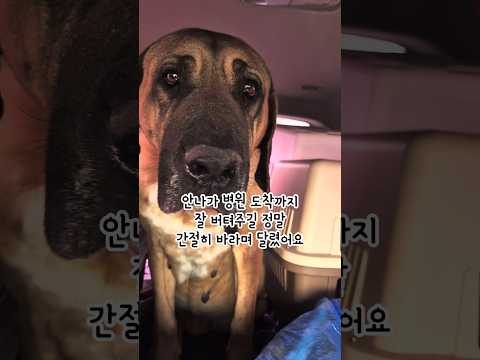 #개농장구조견 #위염전으로응급수술 #안나야잘버텨줘 #레오맘과동행 #어독스