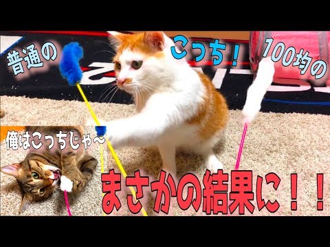 猫にどの猫じゃらしがいいか選んでもらったらまさかの結果になったwww 猫にどの猫じゃらしがいいか選んでもらったらまさかの結果になったwww