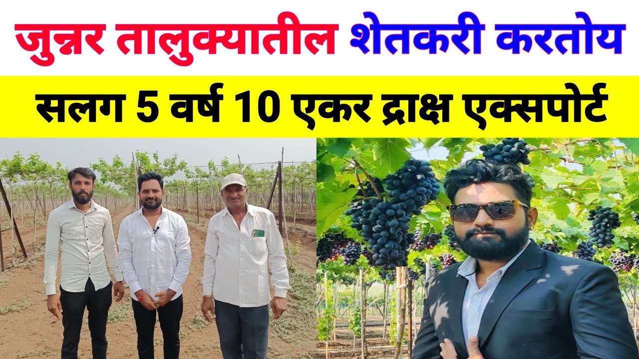 जुन्नर - सलग 5 वर्ष 10 एकर द्राक्ष एक्सपोर्ट करणारा शेतकरी | Grape farming | mama Jambo |Black jumbo