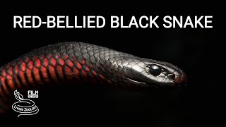 Redbellied black snake, a big venomous snake fom Australia