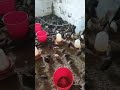 يوجد اناث السمان عمر 46 يوم رشمو في البيض ثمن 11 الدرهم العدد 300 المكان مكناس الهاتف 0679620237