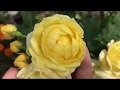 Моя любимая Дача 23 августа 2018 г. Обзор сада, цветение роз. Флоксы.