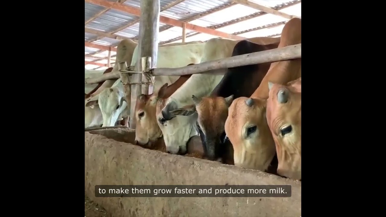 Trump's Dairy Trade Battle with India  A Clash of Cultures 🐄