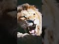 Rest in peace Mufasa #mufasathelionking #lion #lionking #simba #mufasa #sad