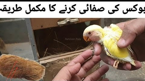 ||HOW TO CLEAN NEST BOX||How to clean love birds nest box very easy Hindi/Urdu.