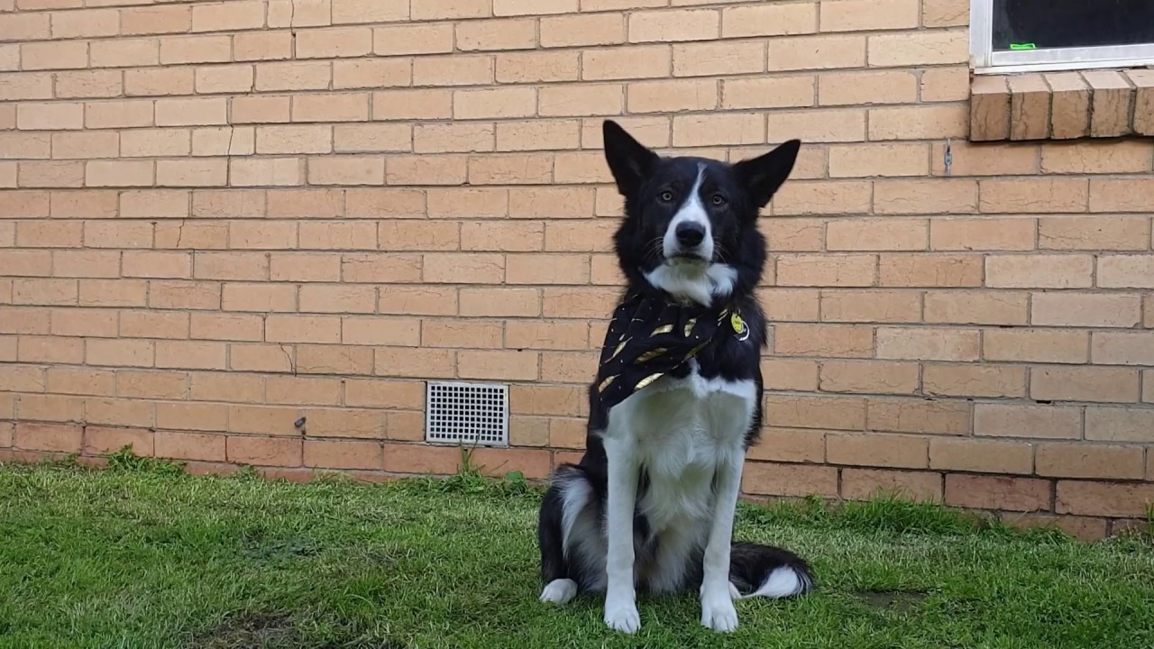 dog dancing to the git up