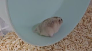 hamster running on short legs