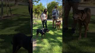 Famous Peach & Lillian - Available for adoption at Priceless Pet Rescue Wealth